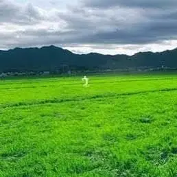 Profile image of くねくね