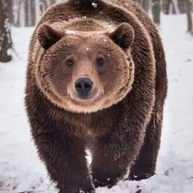 Profile image of 곰