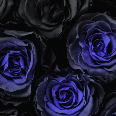 Profile image of ギルベルト