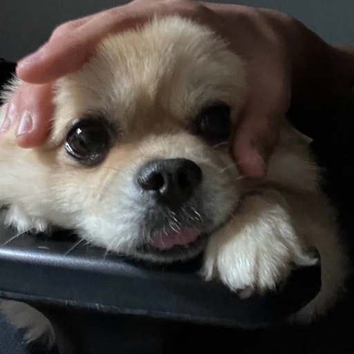 ♥︎
