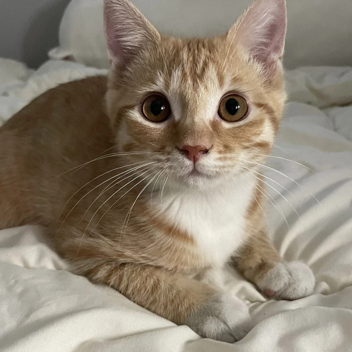 ㅂㅅㅎ