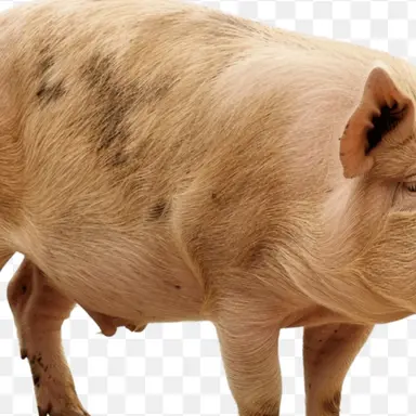 Profile image of ヨ・ジナ