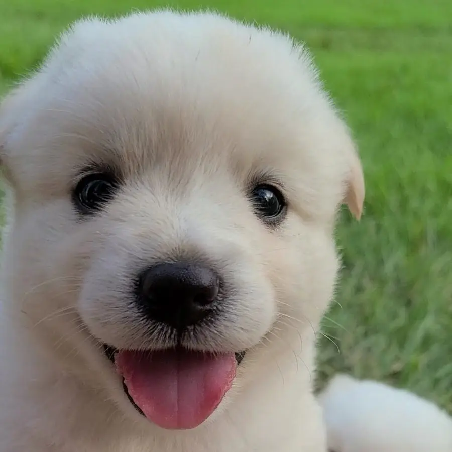 ActiveBird7395의 흰둥이