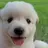 흰둥이