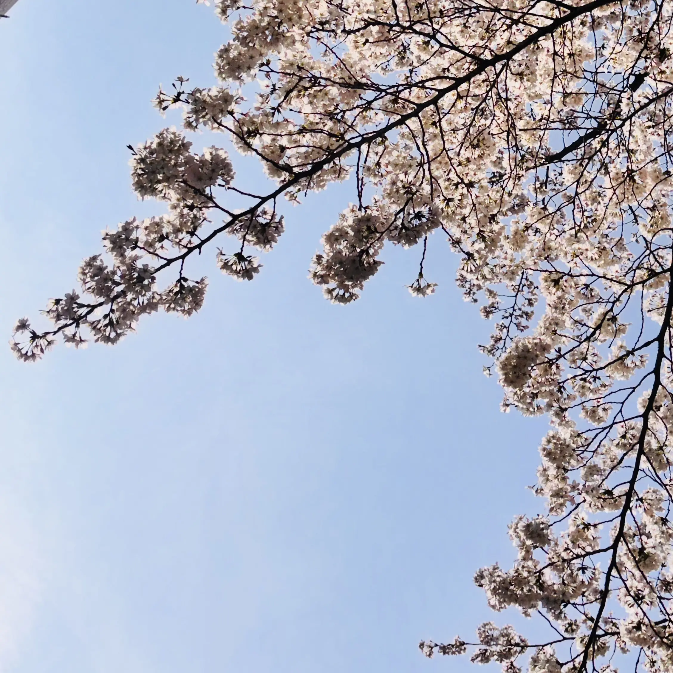 LithehanelO_.7의 순애_[미스터리 수사반]