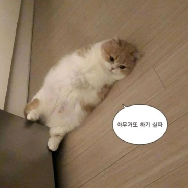 블켓