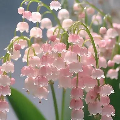 Profile image of 황수현