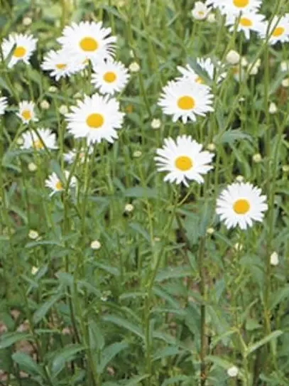 HSRD-Heptagram의 삐뽀삐뽀