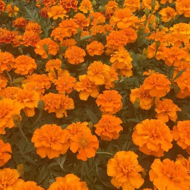 Profile image of 덕개