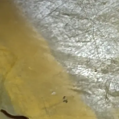 Profile image of 백지헌