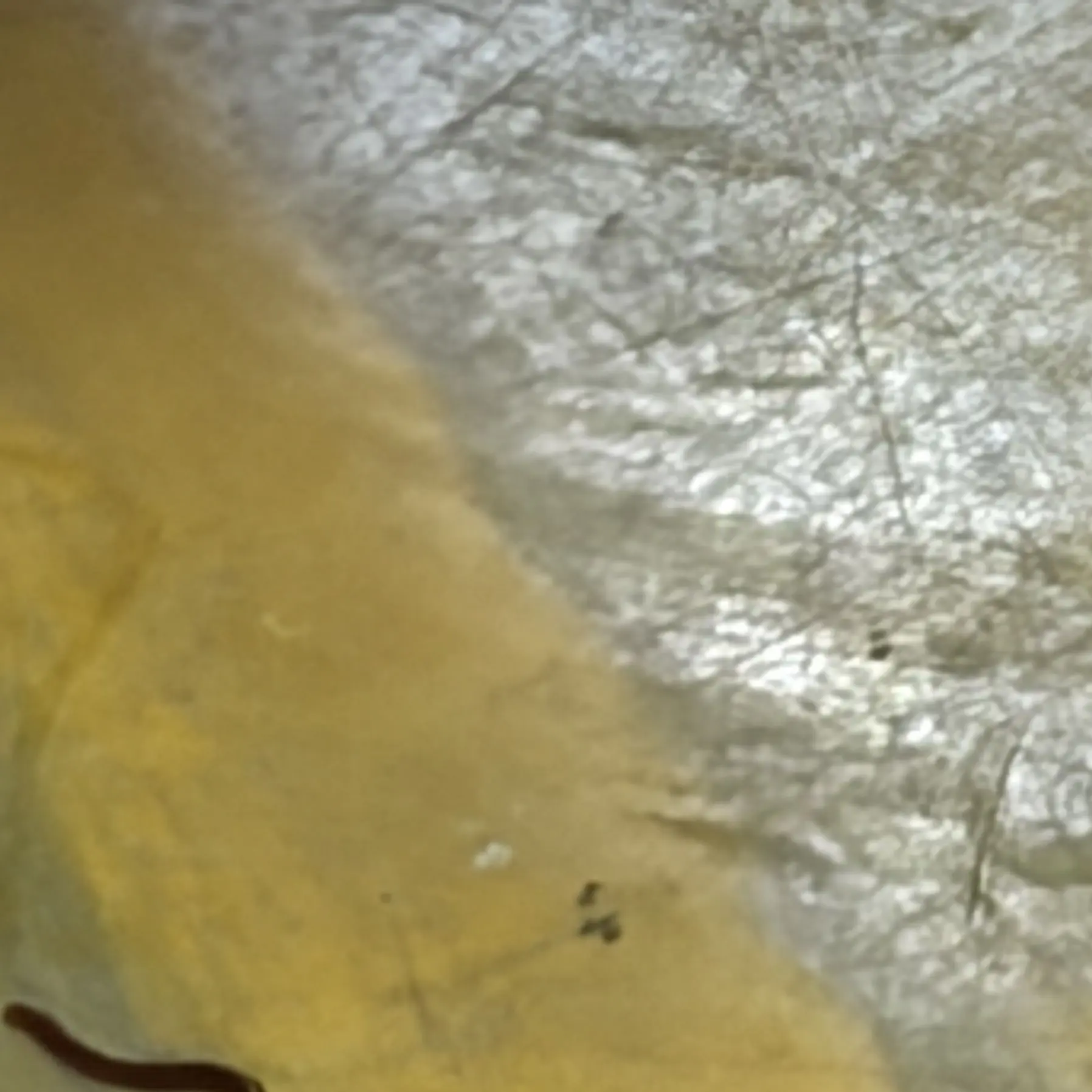 LiveSkirt5700의 17년차 소꿉친구 백지헌