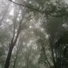 Profile image of Forest