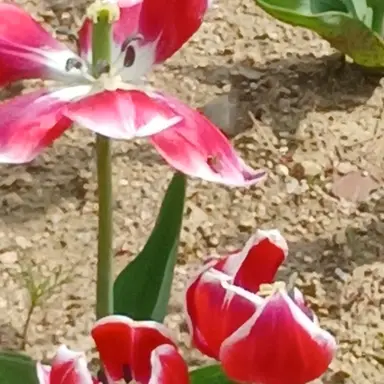 Profile image of 런닝맨