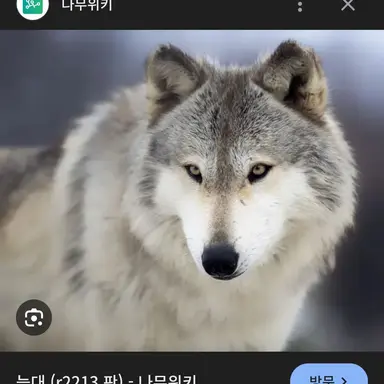 Profile image of 늑대