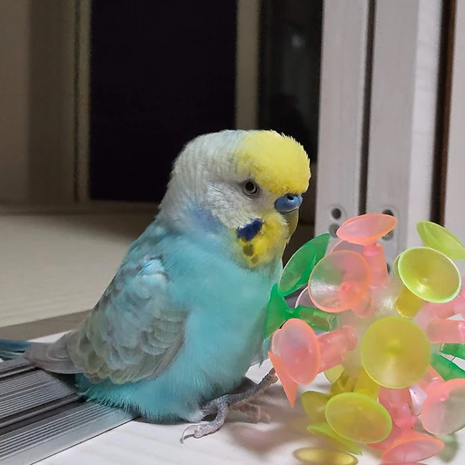 ぴーちゃん