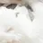 모양몬