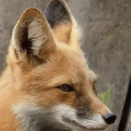 Profile image of Yeou