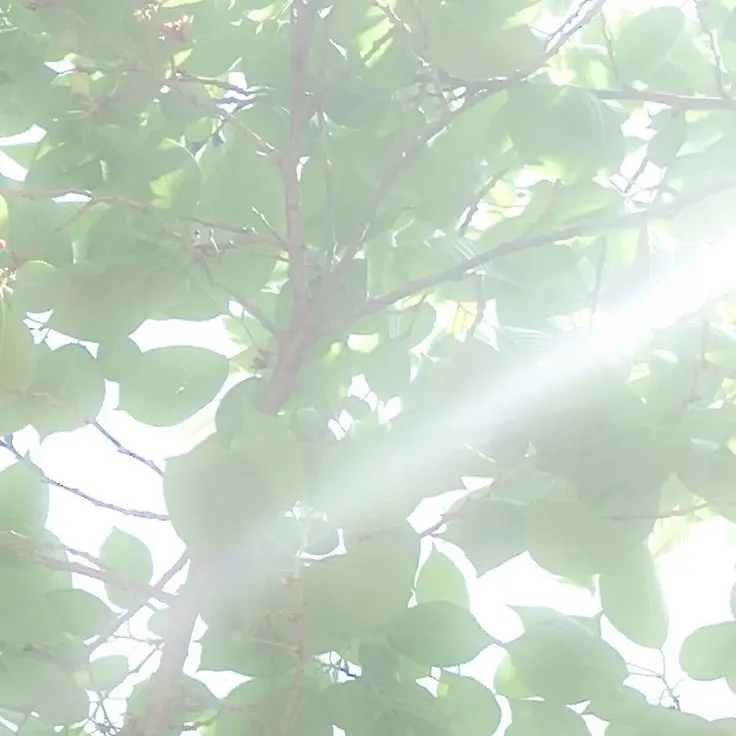 Se0ye0n_0617의 픽셀리와 여우