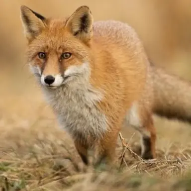 Profile image of 여우
