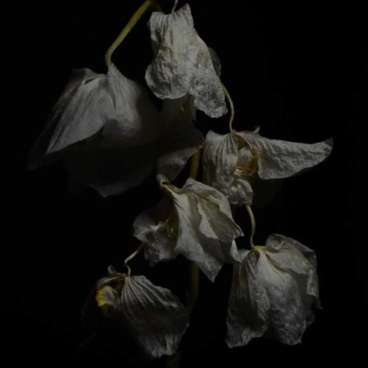 Horsepower99의 "끝까지 좋아했습니다."