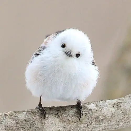 CrispFlask8733의 급똥이 온 {{user}}