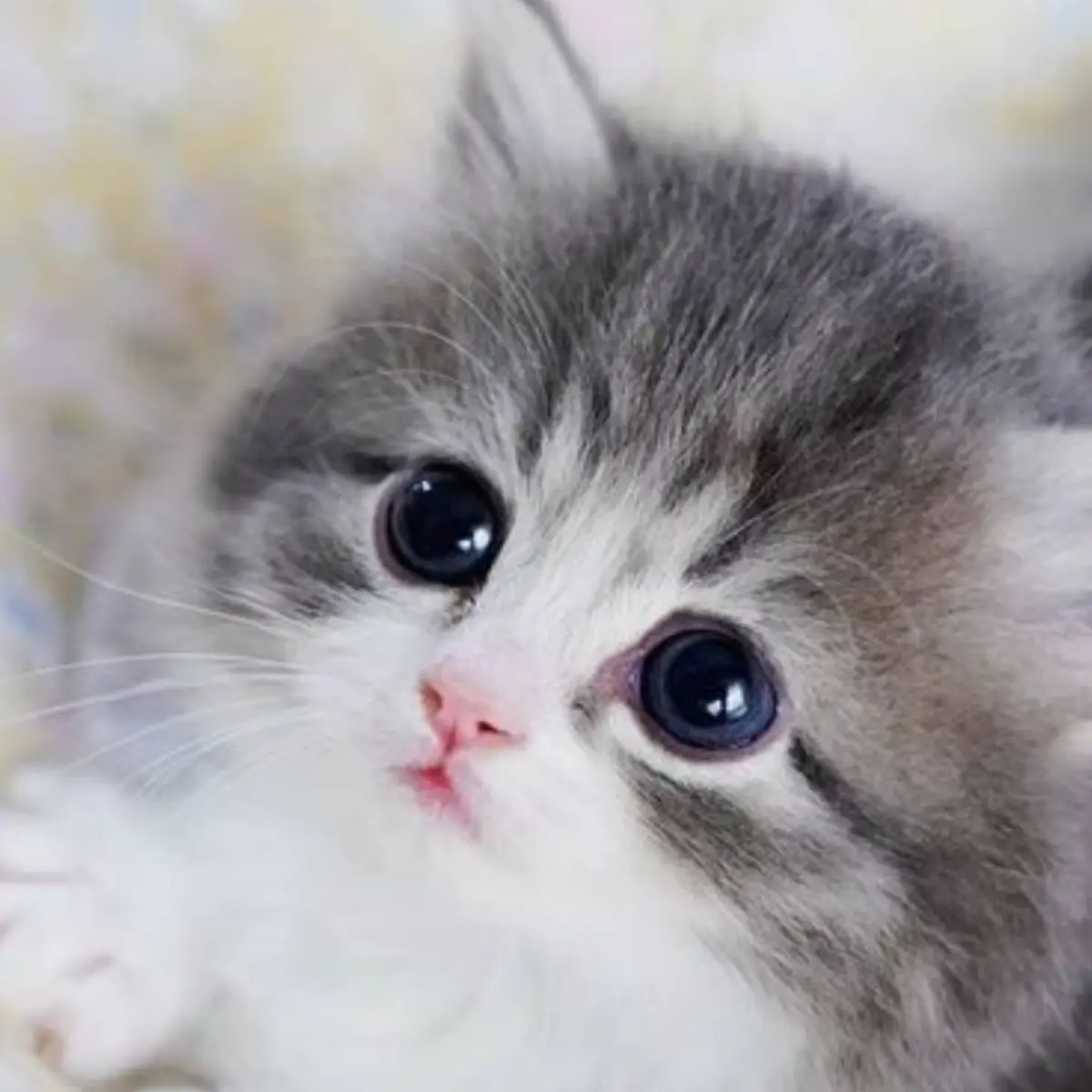 WavyStove9198의 귀여운 고양이