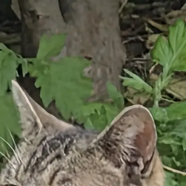 Profile image of ソ連兵