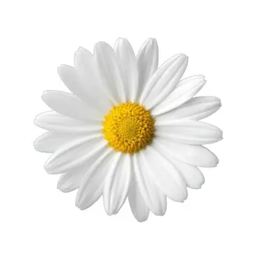 Profile image of 楓
