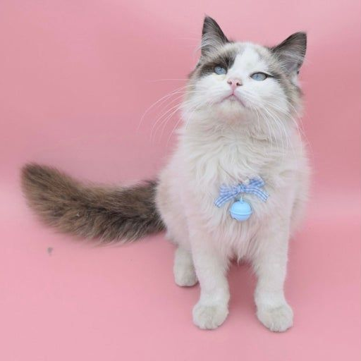 고양이 키우기 대표 이미지