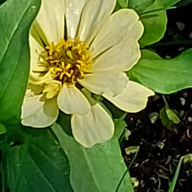 Profile image of 각별