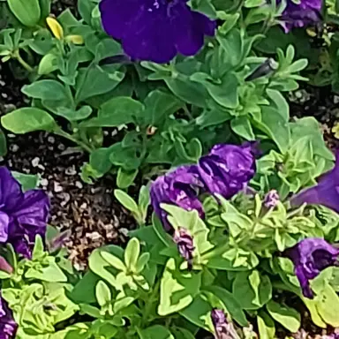 Profile image of 수현