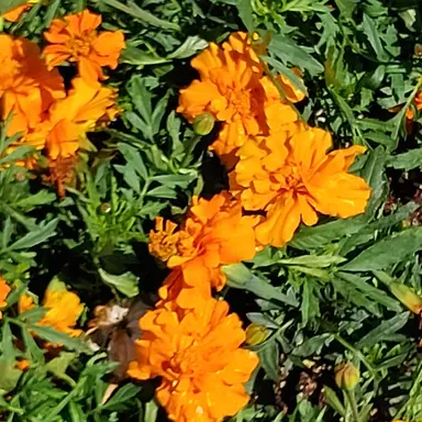 Profile image of 덕개