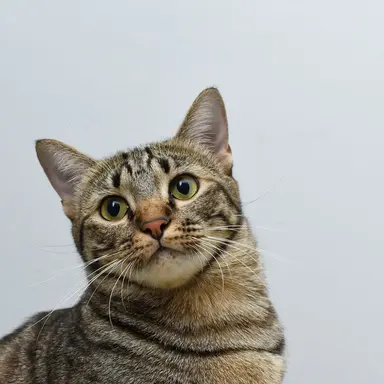 Profile image of きなこ