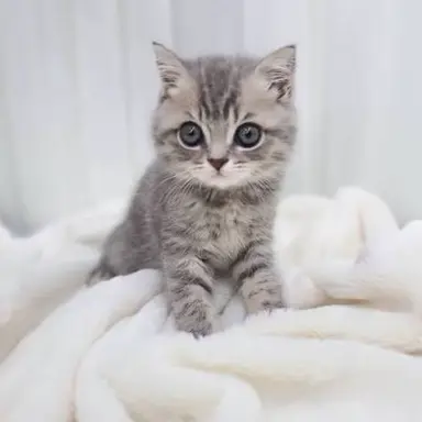 Profile image of 네코