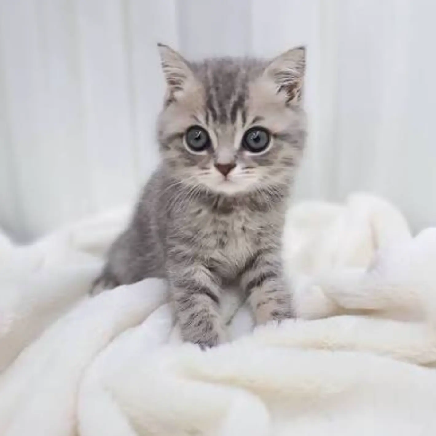 SneakyFinch9014의 아기 고양이를 주웠다