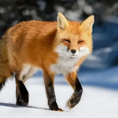 Profile image of 여우