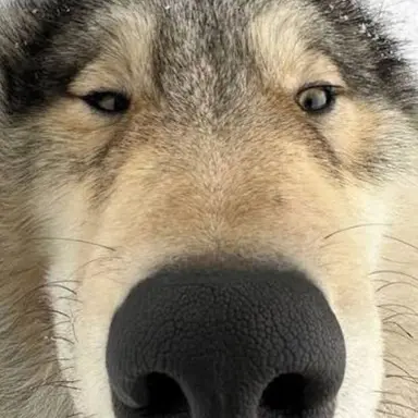 Profile image of 늑대