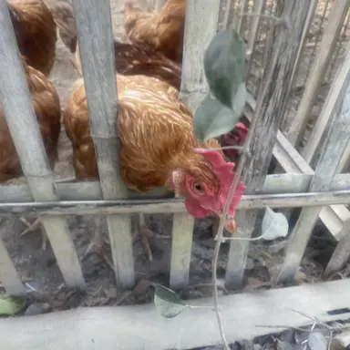 Profile image of 여우