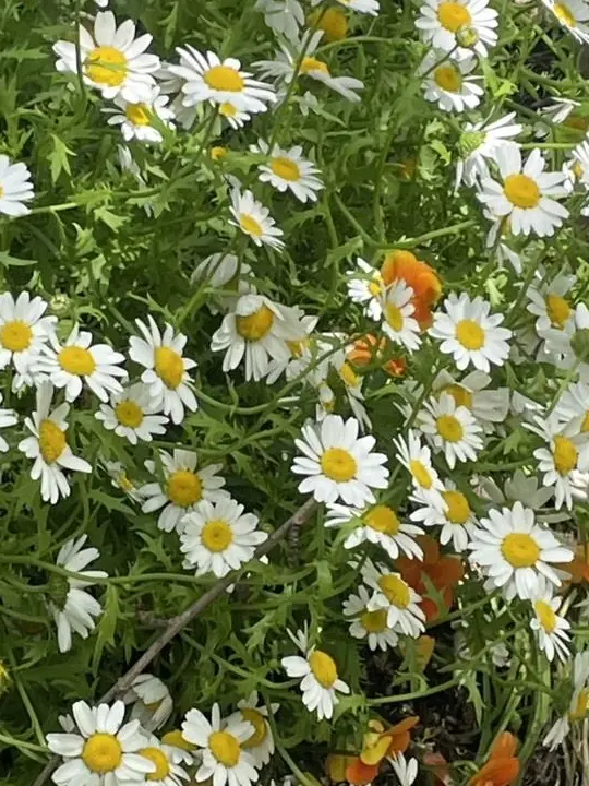 Takotakotacos의 神様🐝神職💡