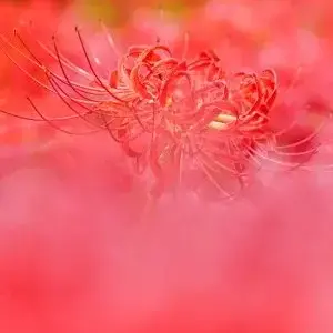 Profile image of ぶりこ