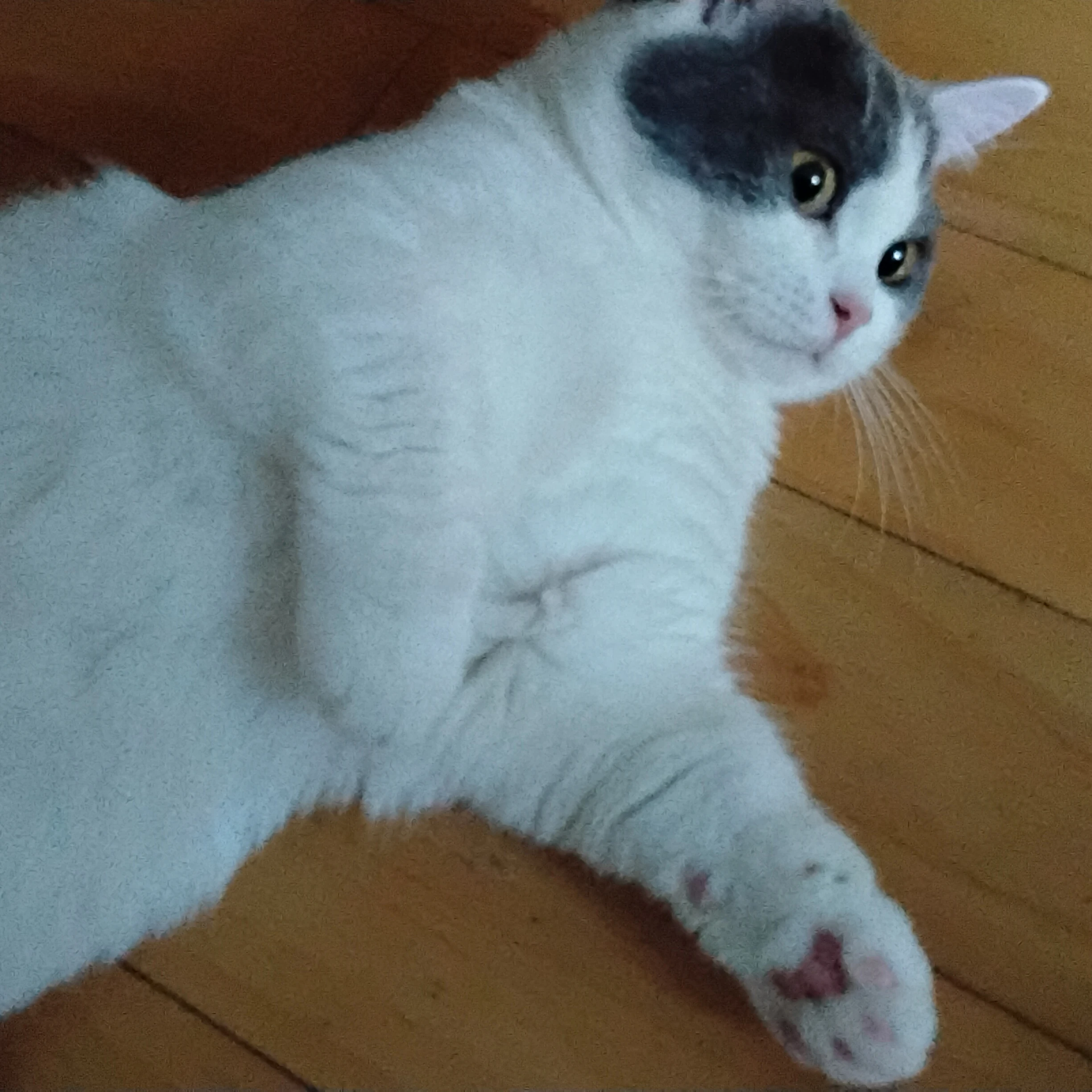 냐미