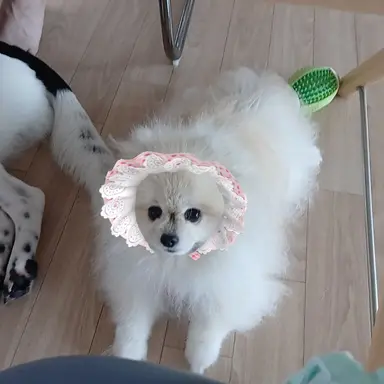 Profile image of 차코코