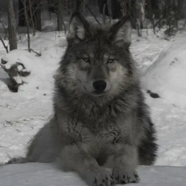 Profile image of 김기명