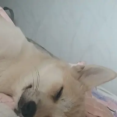 Profile image of 늑대