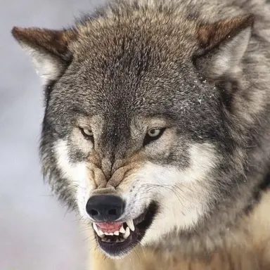 Profile image of Wolf