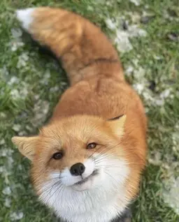 Profile image of Fox
