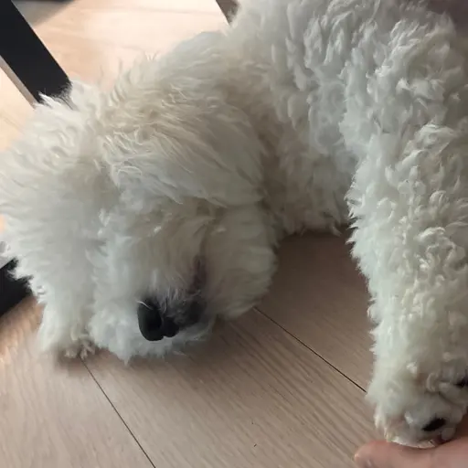 Pettyminseo의 모뚱이