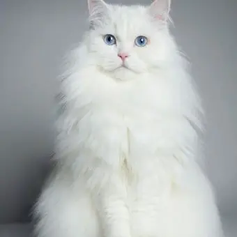 Profile image of 크림