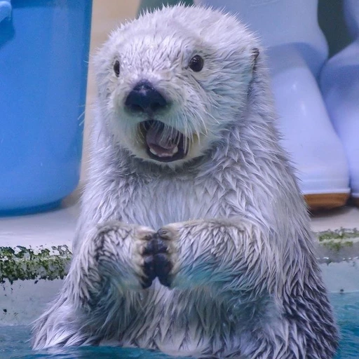 해달