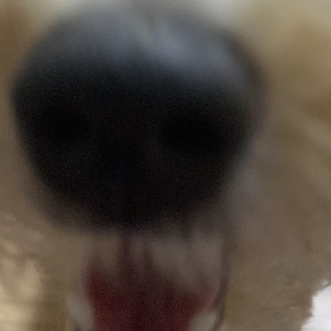 화난꼬미